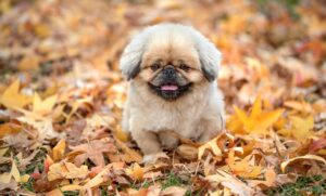 排卵期における肌の状態はどう変化するの？