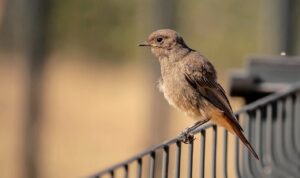 生理中にトイレが近い悩みを改善する方法は？