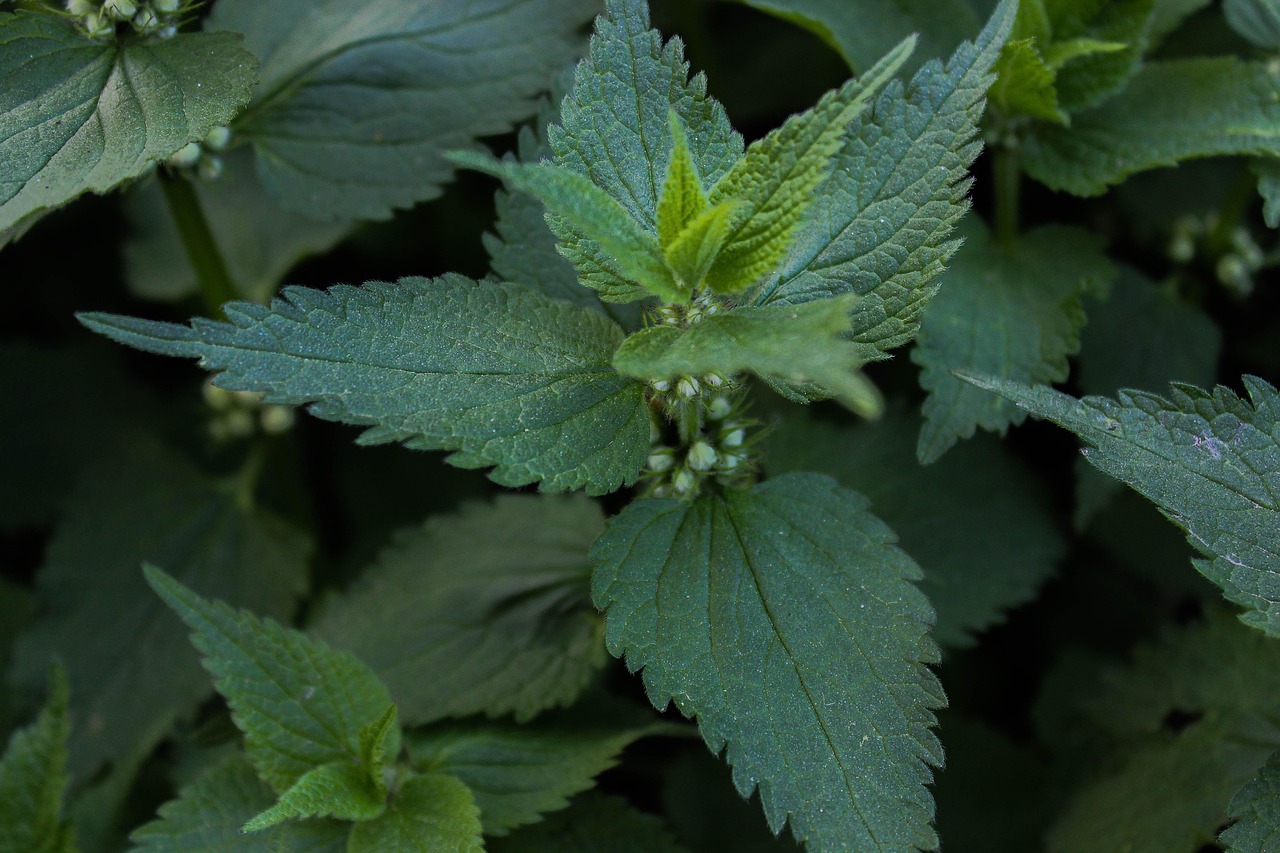 卵胞期のかゆみを軽減する基礎化粧品のおすすめは？