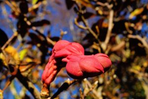 卵胞期に最適なスキンケアおすすめアイテムは？