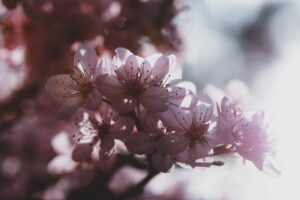 生理周期におけるたんぱく質不足が引き起こす肌荒れの原因とは？