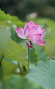 生理周期に合わせたヨガで美肌を手に入れるのはいつやる？